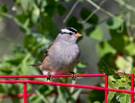 AI tool helps ecologists monitor rare birds through their songs