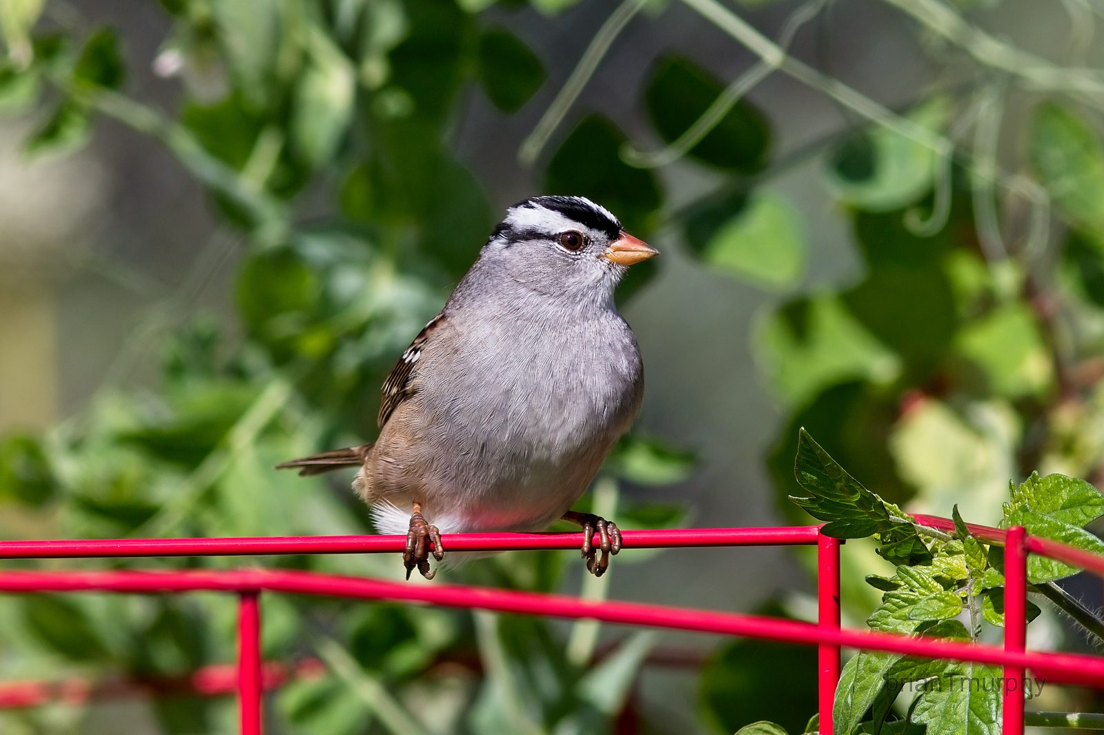 AI tool helps ecologists monitor rare birds through their songs