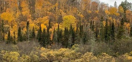 The world’s boreal forests may be shrinking as climate change pushes them northward