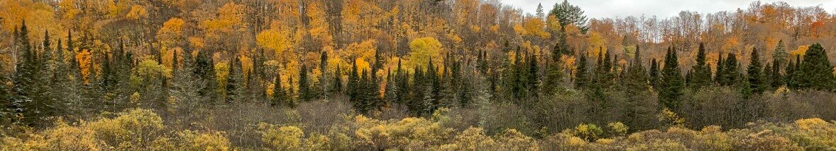 The world’s boreal forests may be shrinking as climate change pushes them northward