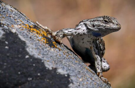 Lizards, fish and other species are evolving with climate change, but not fast enough