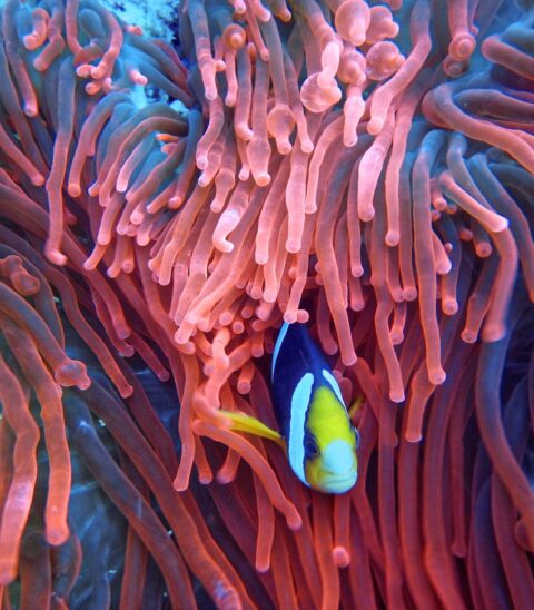 photo of a fish on corals