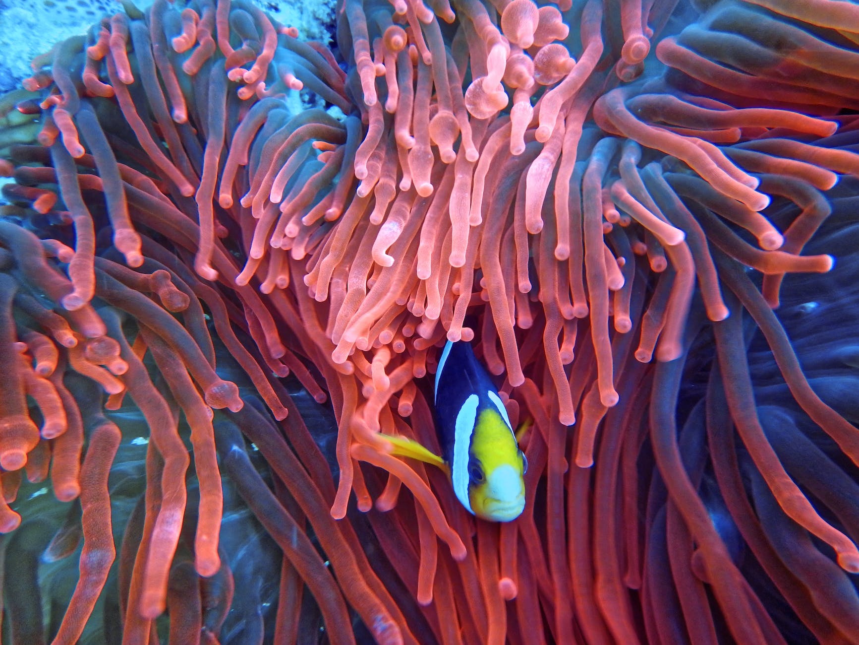 Corals are starting to bleach as global ocean temperatures hit record highs