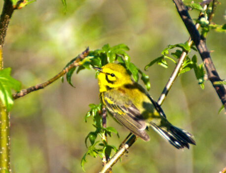 Flat River Spring Count
