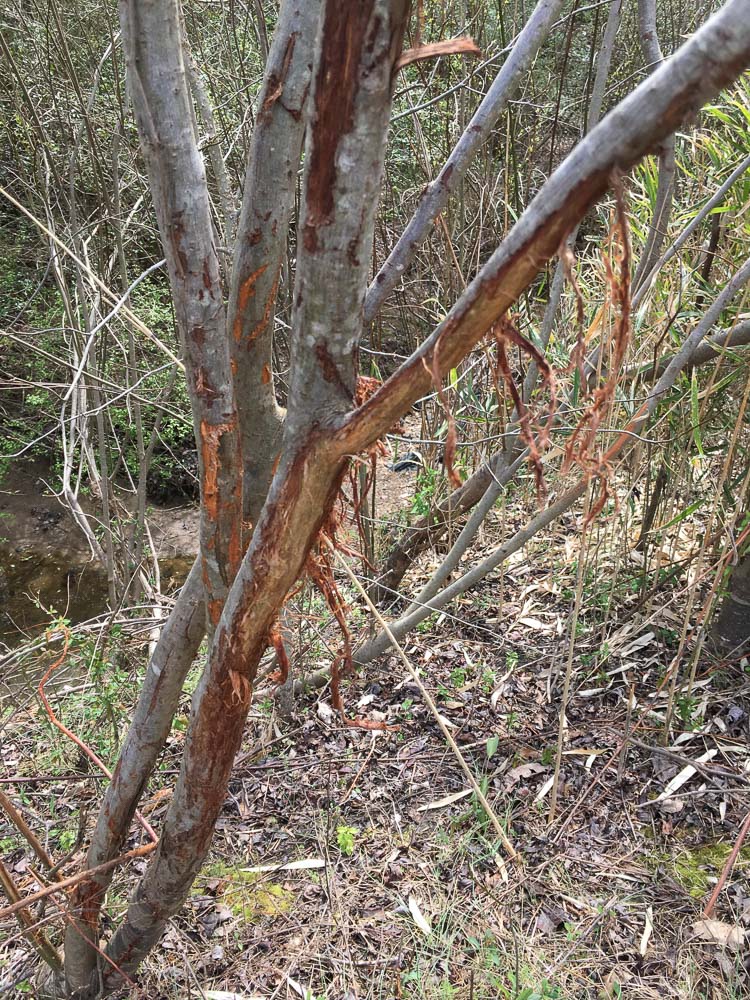 Deer rub - not something desired in a preserve for native prairie plants.
