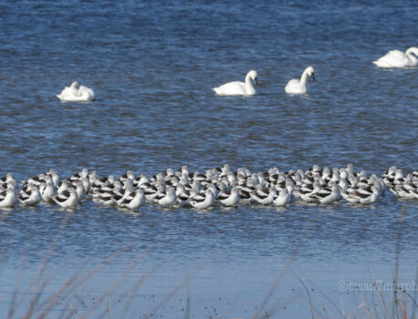 2018 Thanksgiving NC Coast Birding