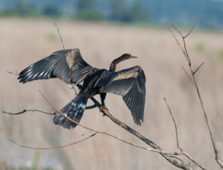 Savannah National Wildlife Refuge