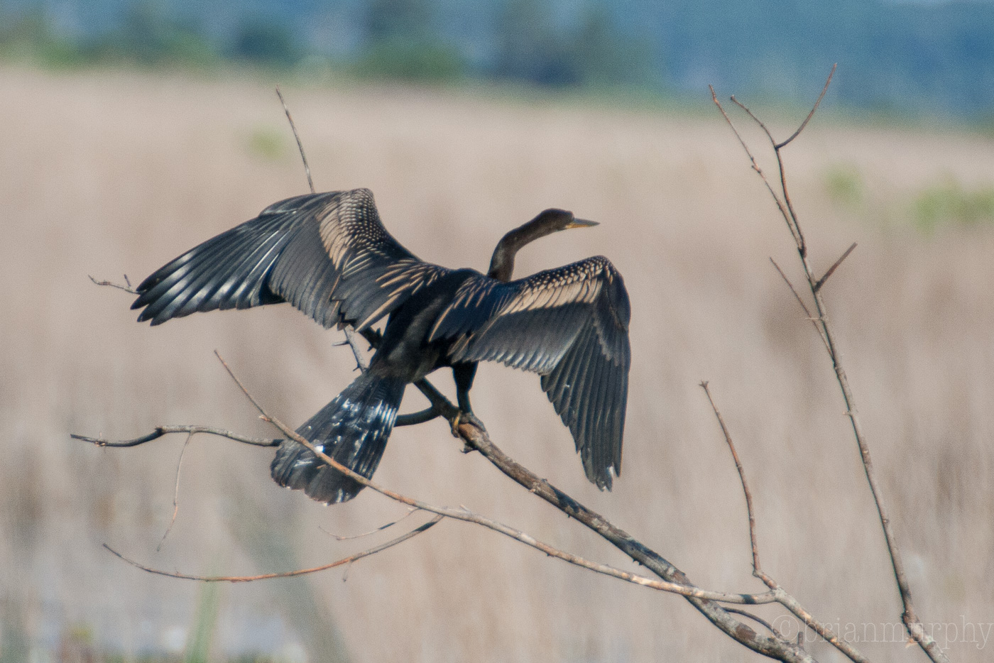 Savannah National Wildlife Refuge
