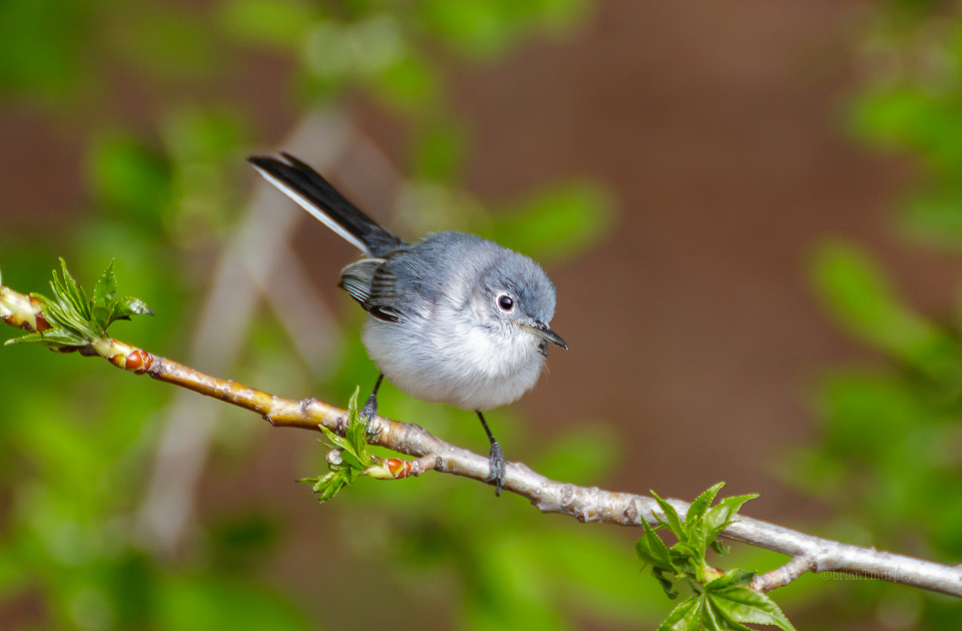 Falls Lake- Rollingview SRA