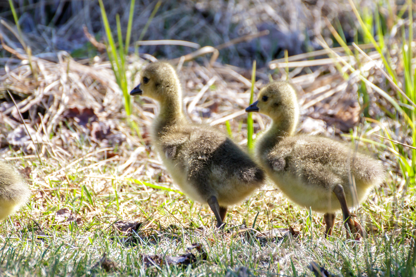 Bog Walk – Signs of Spring and a Shadowy Sora