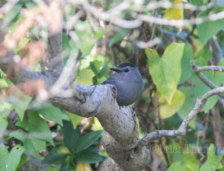 Ohio to Michigan to S.C. Totality