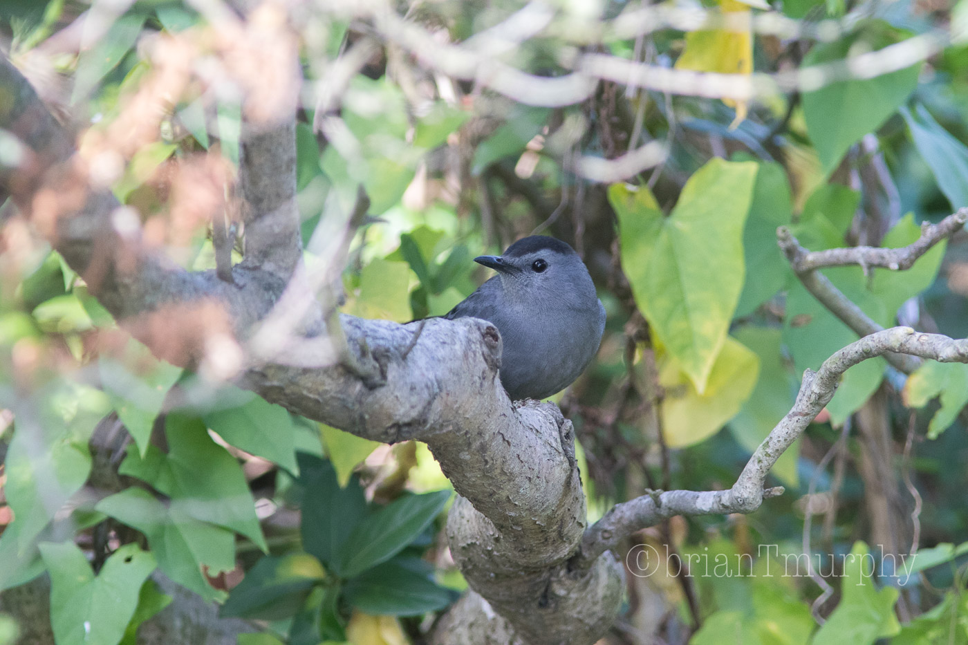 Ohio to Michigan to S.C. Totality