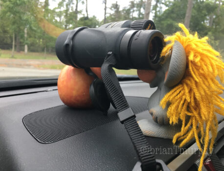 NC/SC Coastal Birding in September