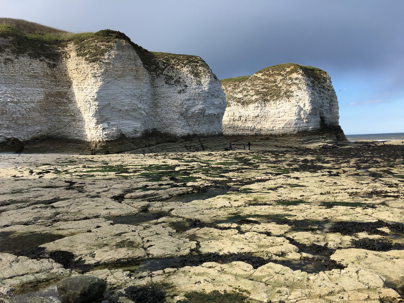 Bempton Cliffs, east coast of England
