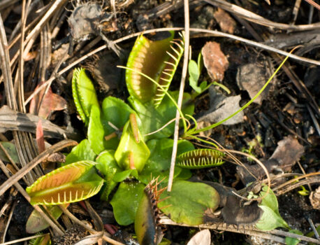 Holly Shelter Game Land  March 22, 2015