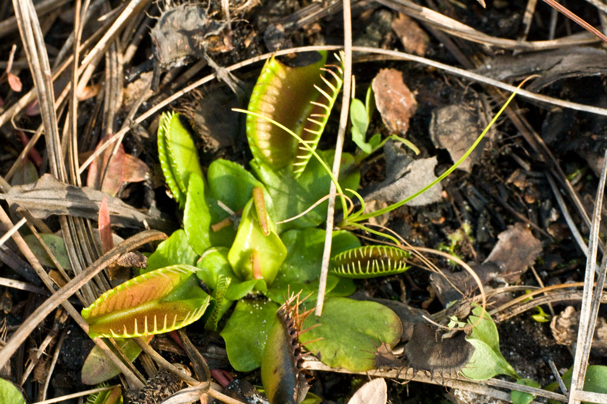 Holly Shelter Game Land  March 22, 2015