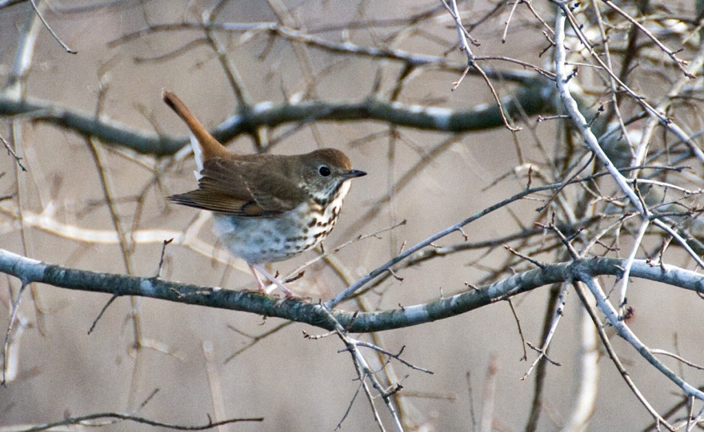 Hermit Thrush at Brickhouse Road last February.