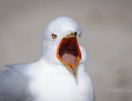 Let’s Get Back To It!