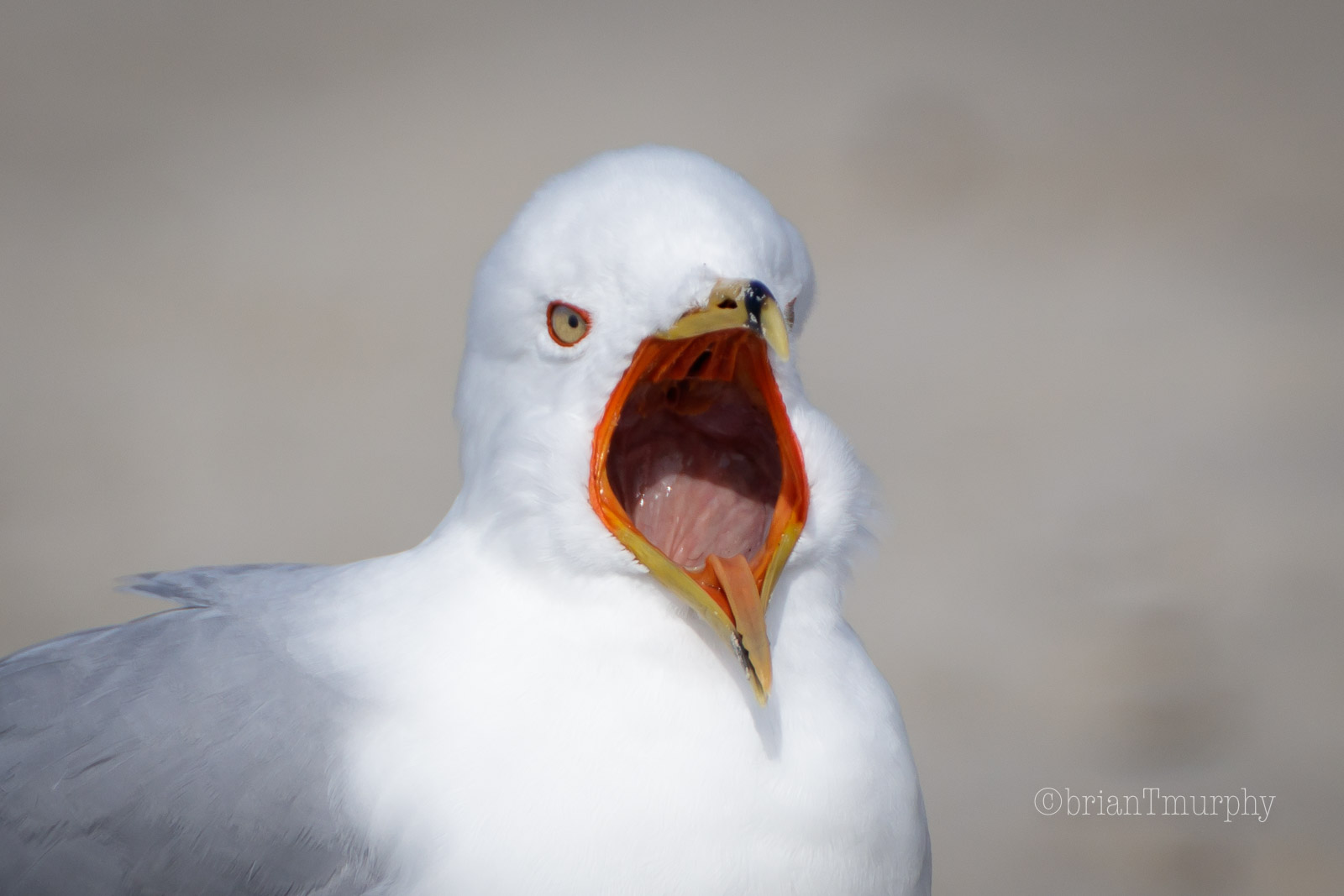 Let’s Get Back To It!