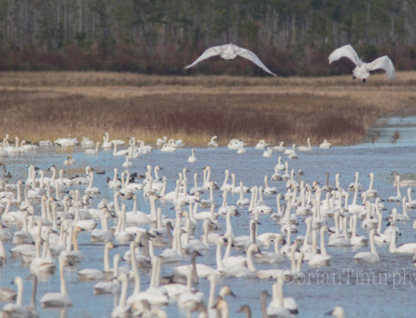 2019 Thanksgiving Birding on the NC Coast