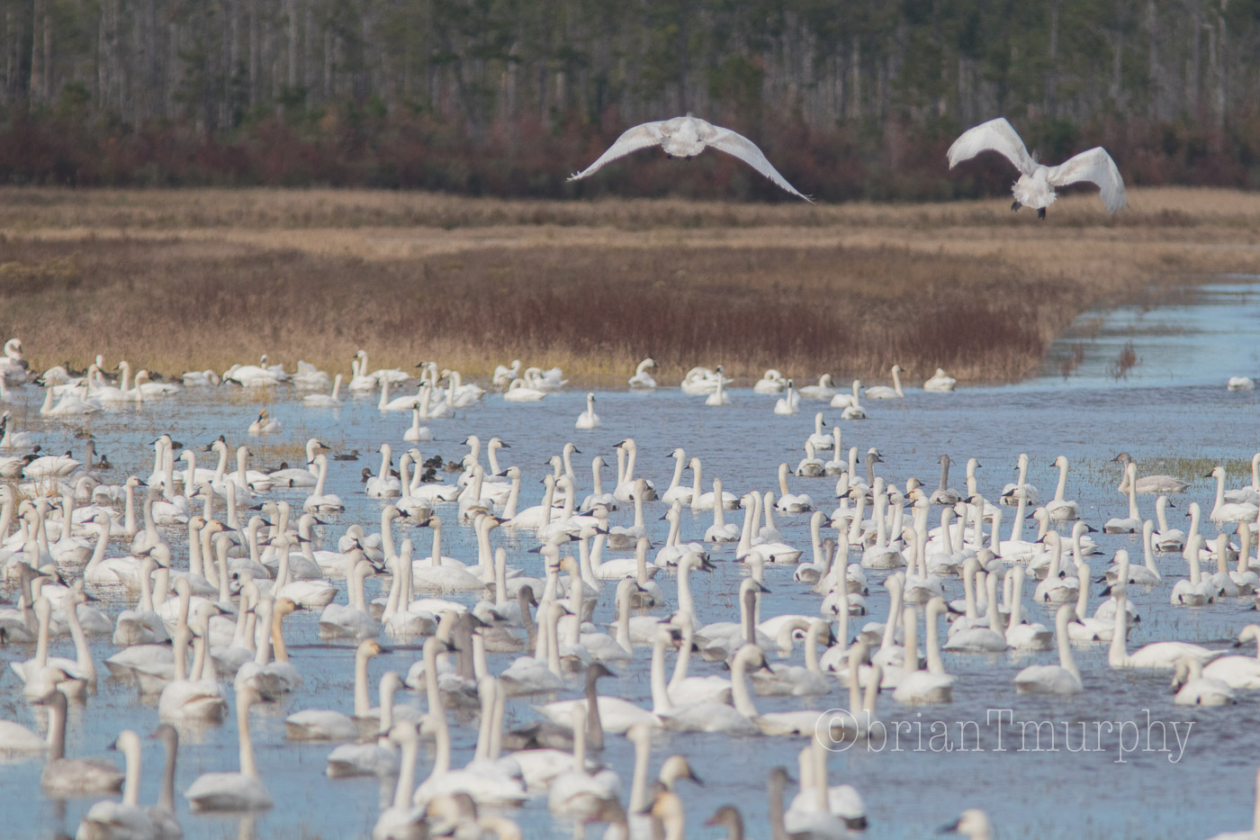 2019 Thanksgiving Birding on the NC Coast