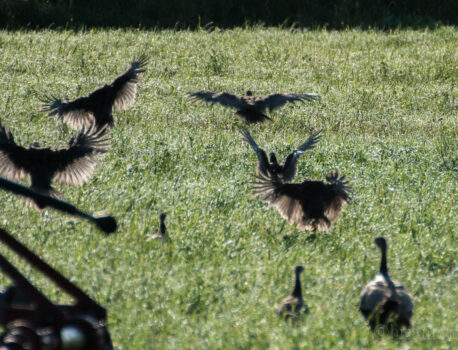 Ohio/Michigan Summer Birding