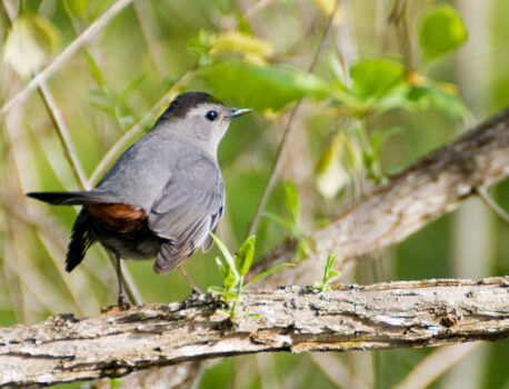 Neuse River Trail – 32 Catbirds and one Black-billed Cuckoo