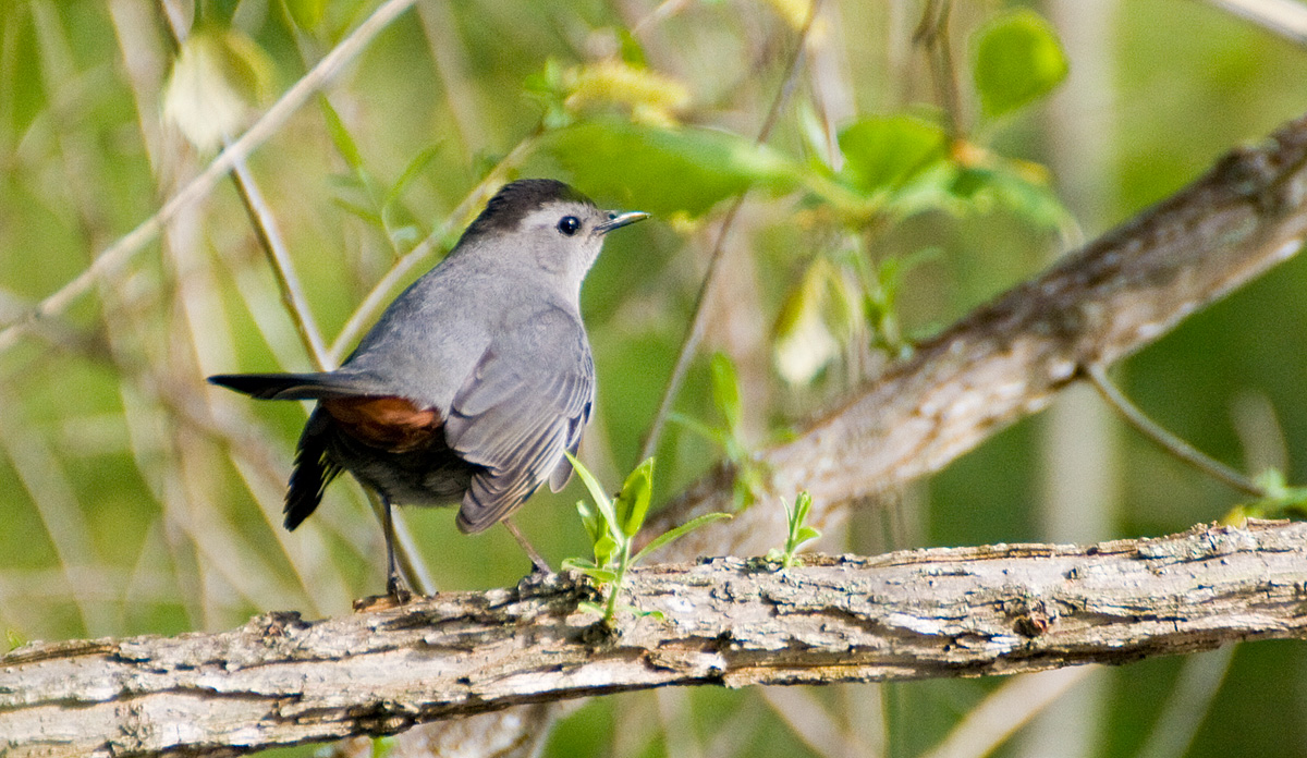 Neuse River Trail – 32 Catbirds and one Black-billed Cuckoo