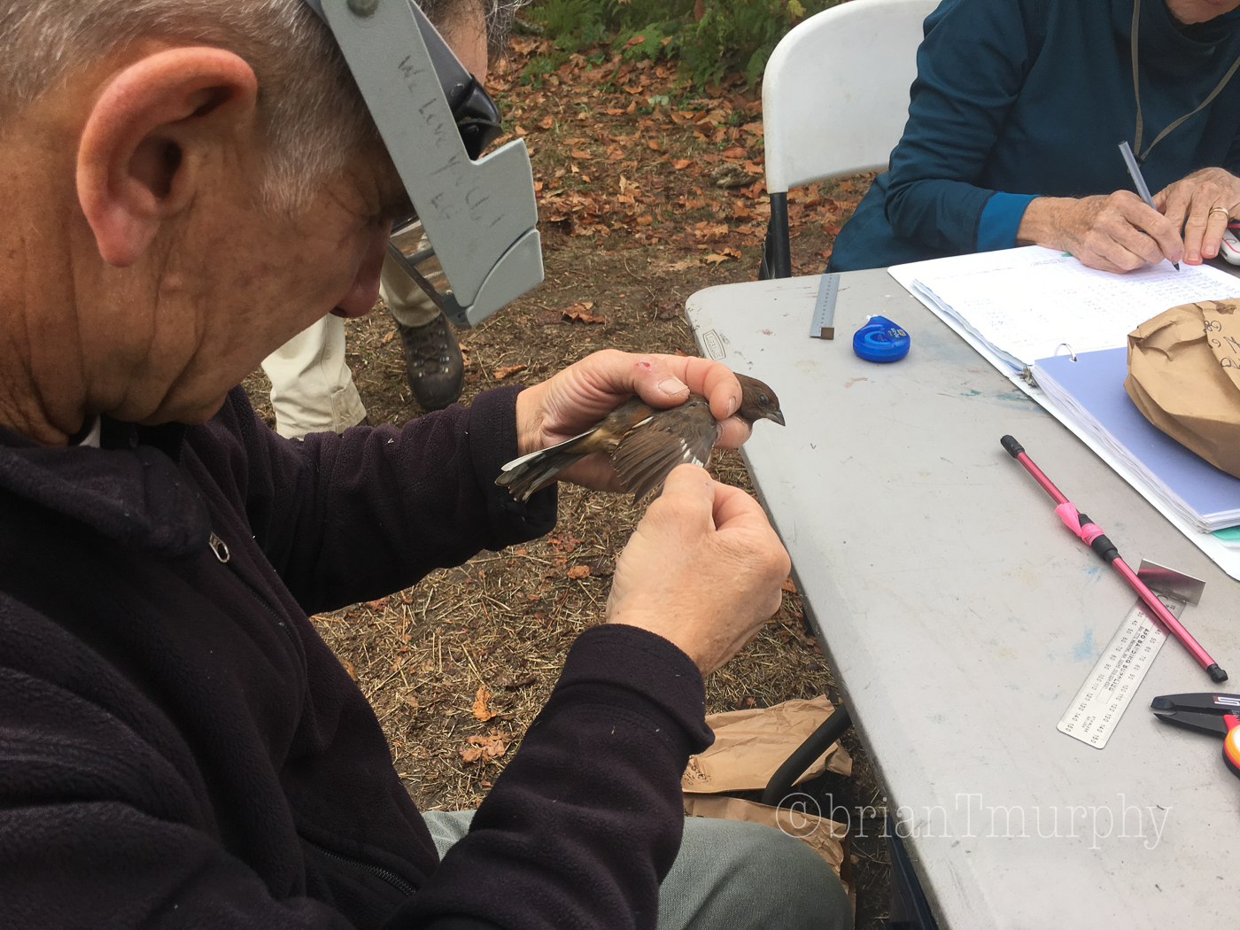 Big Bald Bird Banding