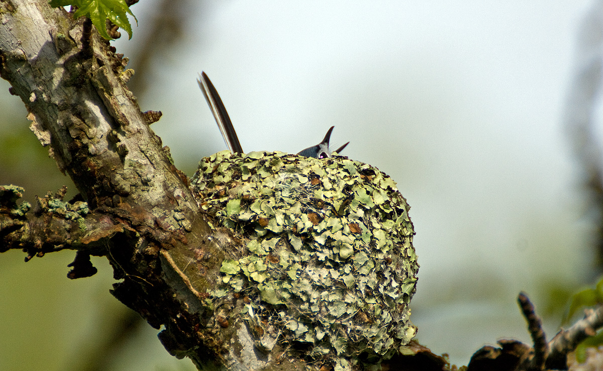 gnatcatcherNest2_MG_8565