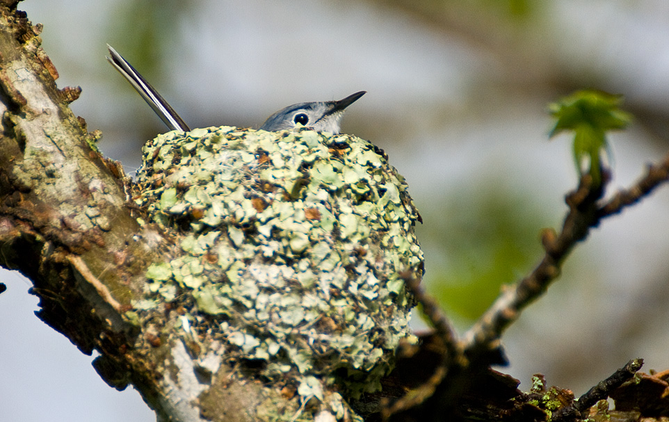 gnatcatcherNest_MG_8557