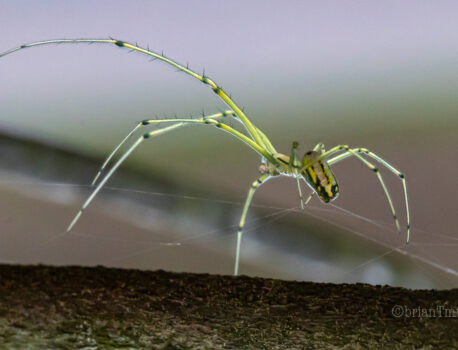 Making the Best of It