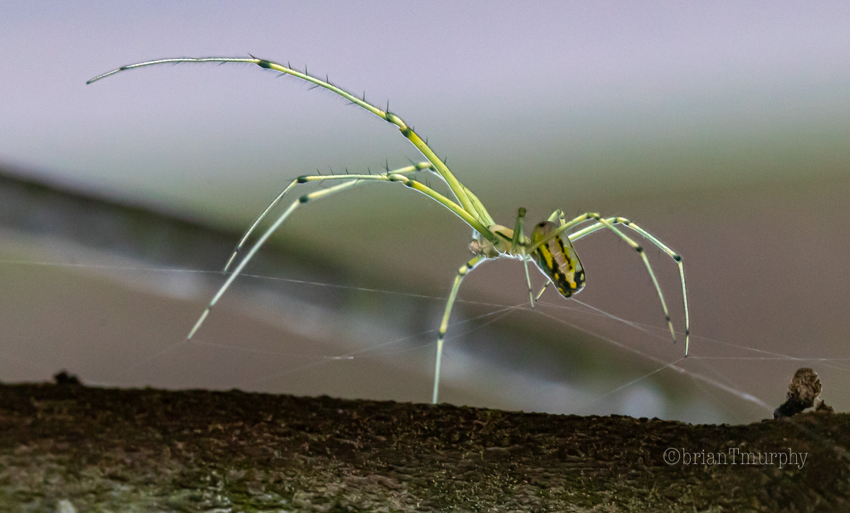 Making the Best of It