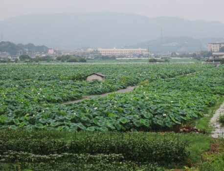 Land of the Rising Sun – Life in Iwakuni