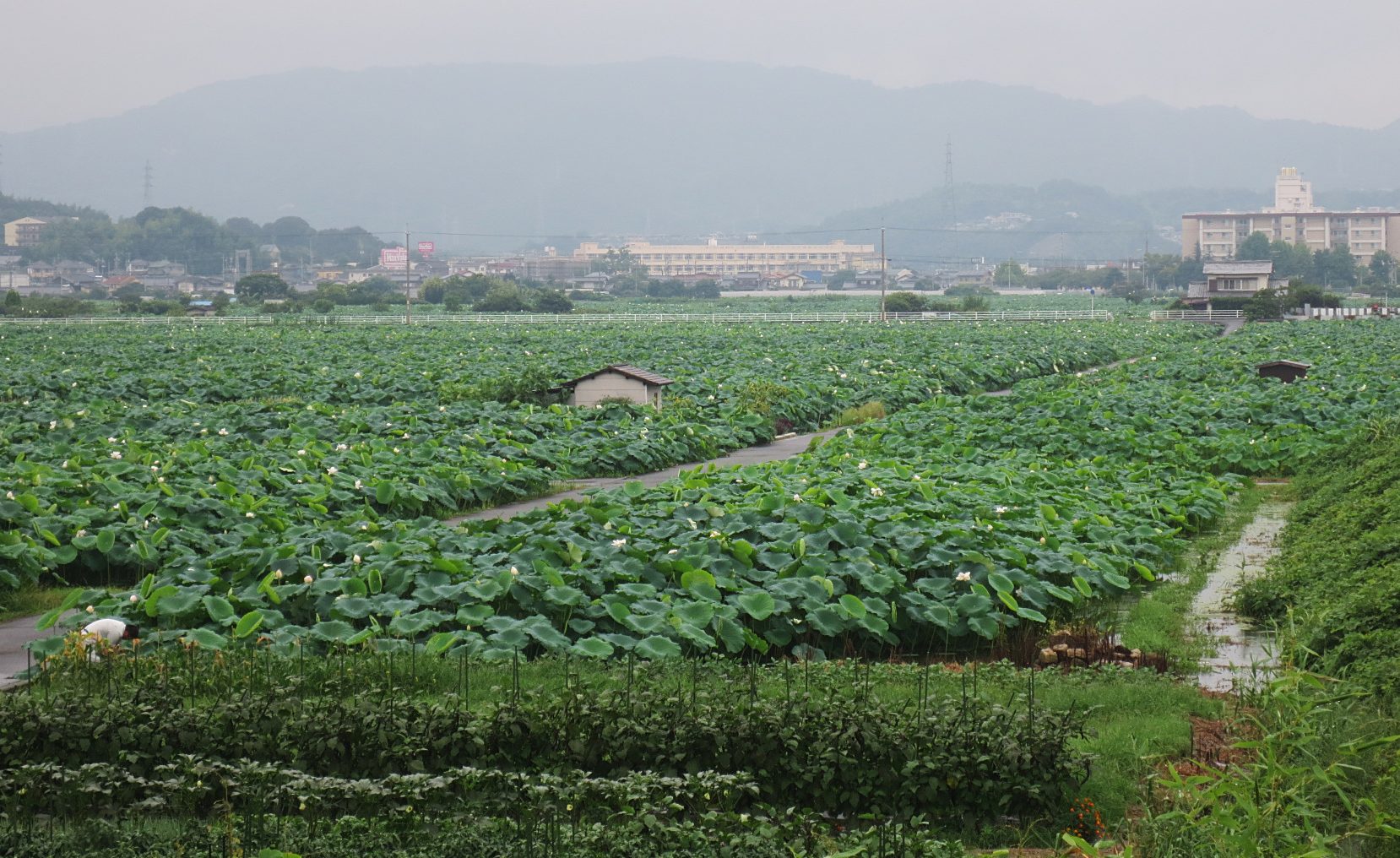 Land of the Rising Sun – Life in Iwakuni