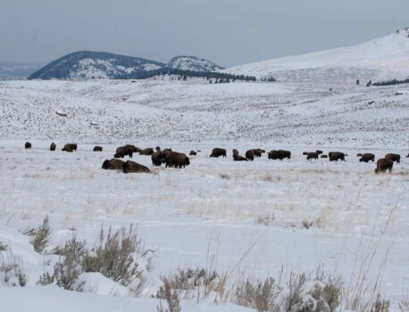 Rocky Mountain Christmas 2012 – re-written and re-located