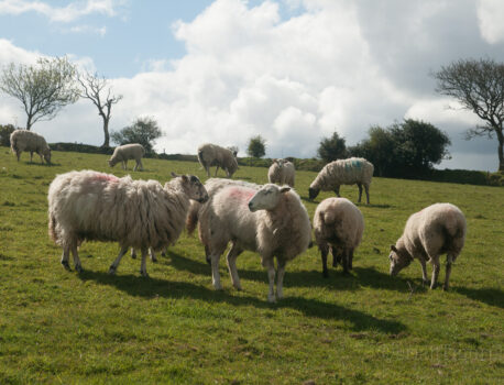 England 2016 – Hiking Dartmoor